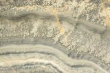 Triassic Aged Stromatolite Fossil - England #211709-1